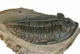 Zlichovaspis Trilobite - Atchana, Morocco #260368-1